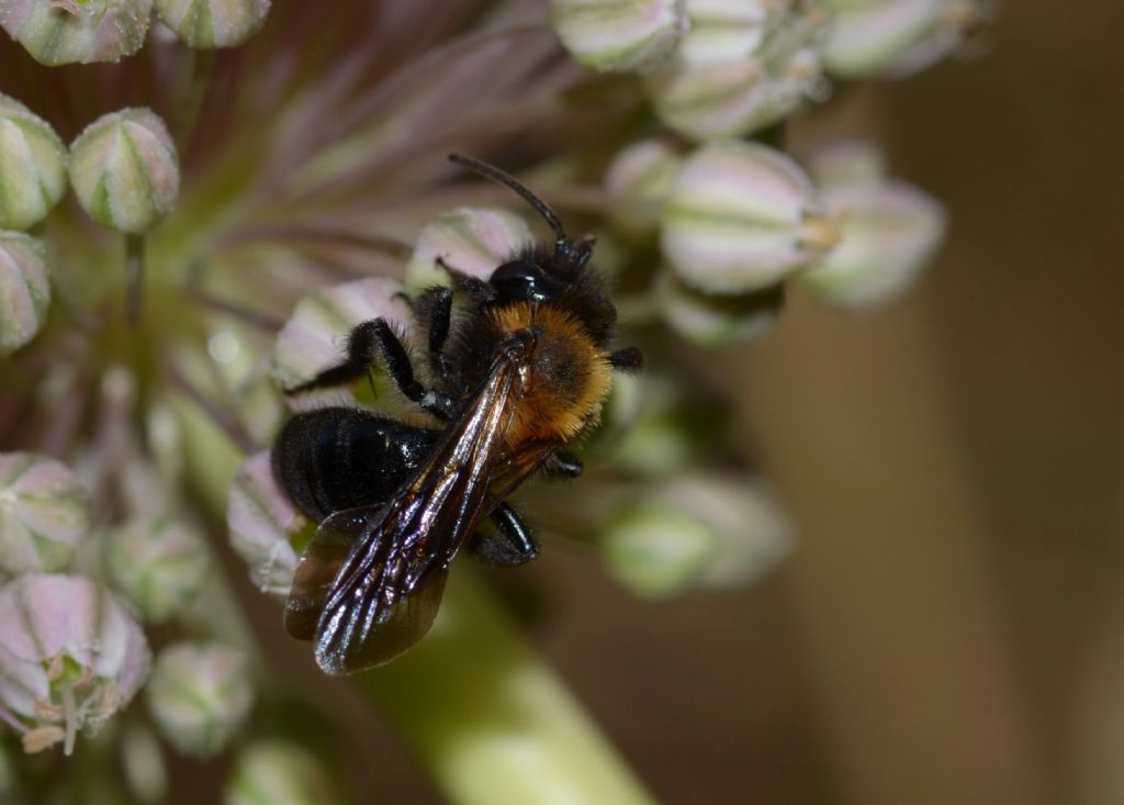 Apidae: cfr. Andrena thoracica